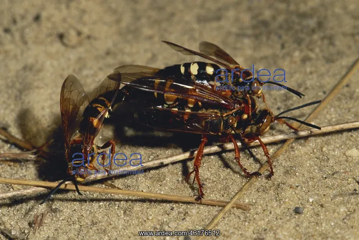 : Cicada Killer Wasps : Cicada Killer Wasps