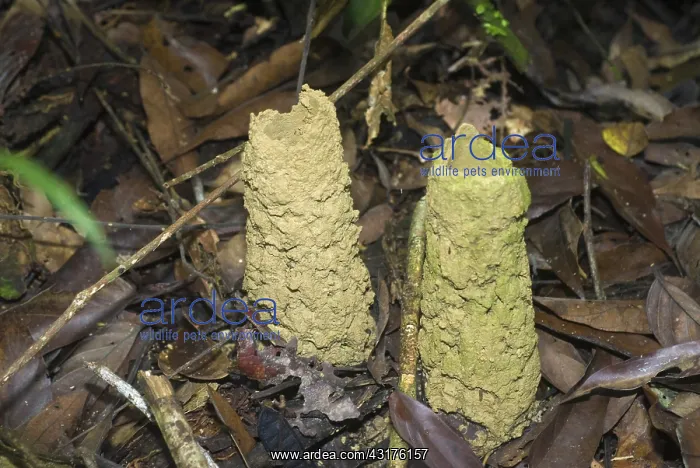 : Cicada Larval Nest Tubes : Cicada Larval Nest Tubes