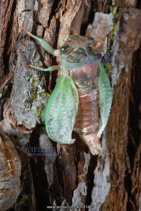 : Cicada Metamorphosis : Cicada Metamorphosis