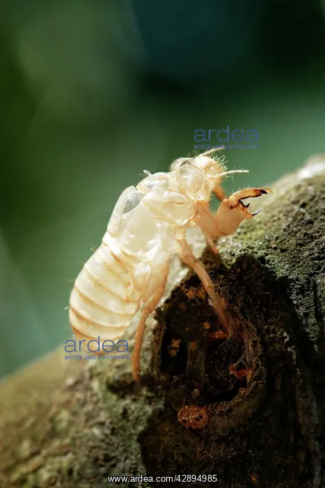 : Cicada - Moult in olive tree : Cicada - Moult in olive tree