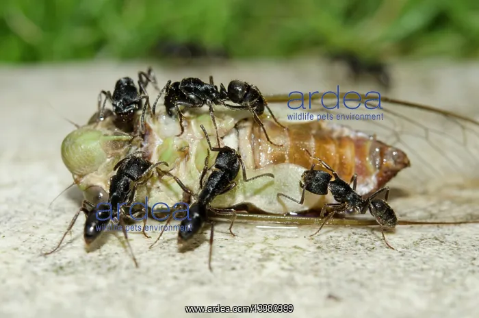 : Cicada being scavenged by Ants : Cicada being scavenged by Ants
