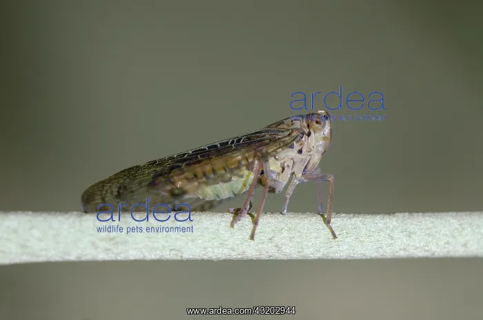 : Cicada on stem - Klungkung, Bali, Indonesia : Cicada on stem - Klungkung, Bali, Indonesia