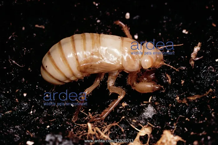 : Cicada - Subterranean nymph : Cicada - Subterranean nymph