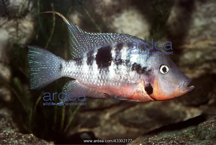 : CICHLID : CICHLID