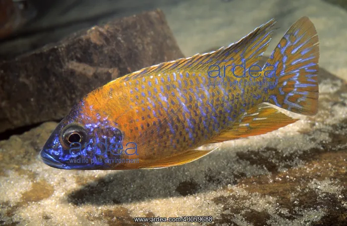 : Cichlid Aulonacara : Cichlid Aulonacara