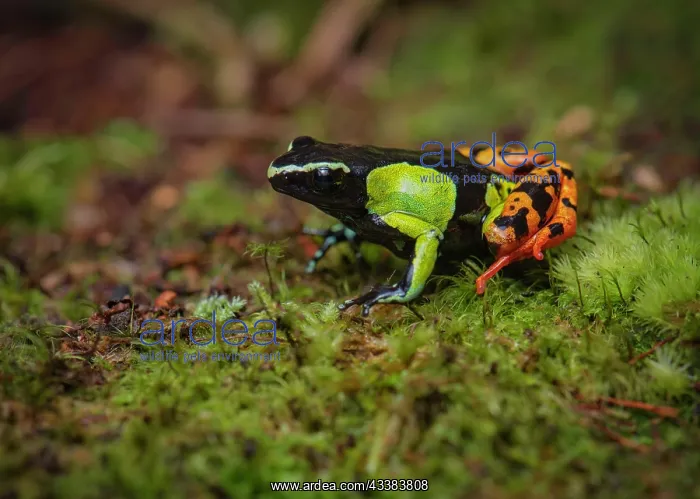 : A cichlid frog of the genus (Mantella baroni) in the rainfor : A cichlid frog of the genus (Mantella baroni) in the rainfor