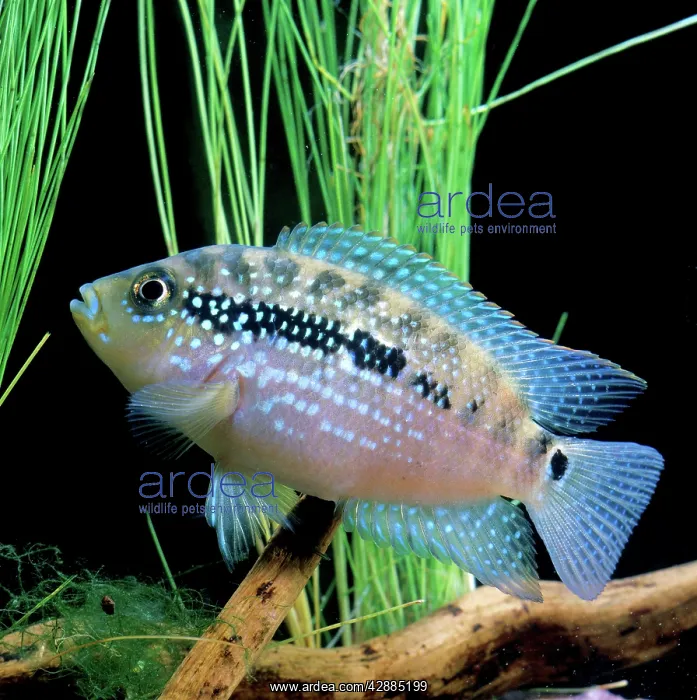 : Cichlid - Jack Dempsey : Cichlid - Jack Dempsey