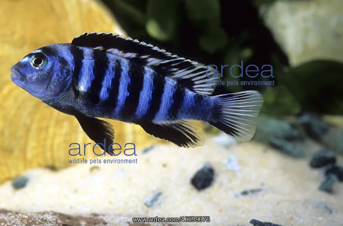: Cichlid Labidochromis : Cichlid Labidochromis