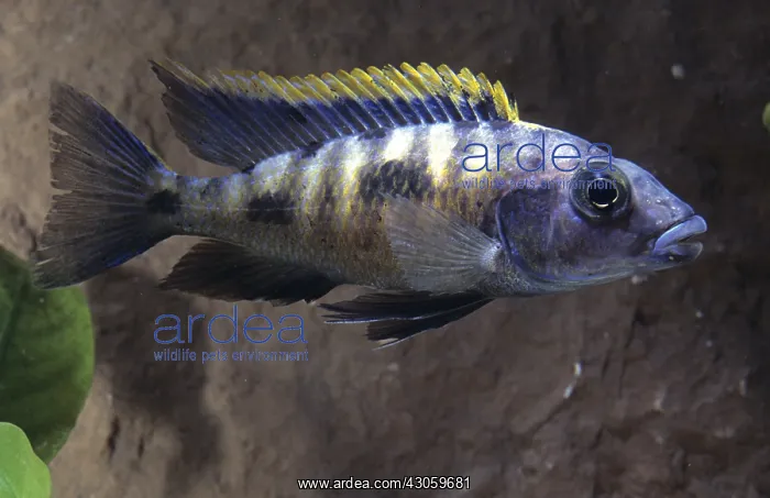 : Cichlid Otopharynx : Cichlid Otopharynx