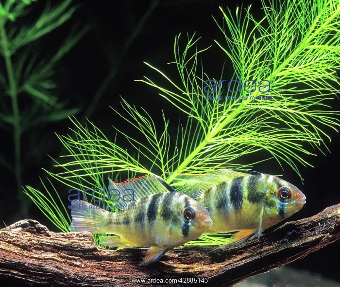 : Cichlid - Ramirez dwarf / Blue Ram : Cichlid - Ramirez dwarf / Blue Ram