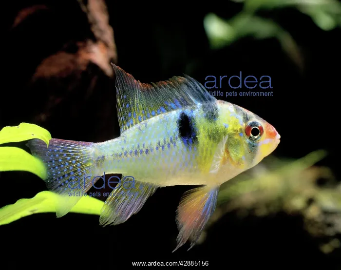 : Cichlid - Ramirez dwarf / Blue Ram : Cichlid - Ramirez dwarf / Blue Ram