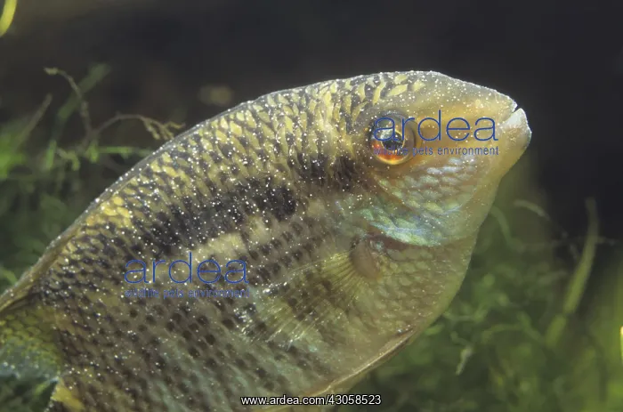 : Cichlid suffering from white spot disease : Cichlid suffering from white spot disease