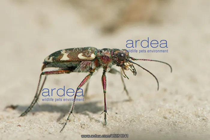 : Cicindela sylvicola (Cicindela sylvicola), Province : Cicindela sylvicola (Cicindela sylvicola), Province