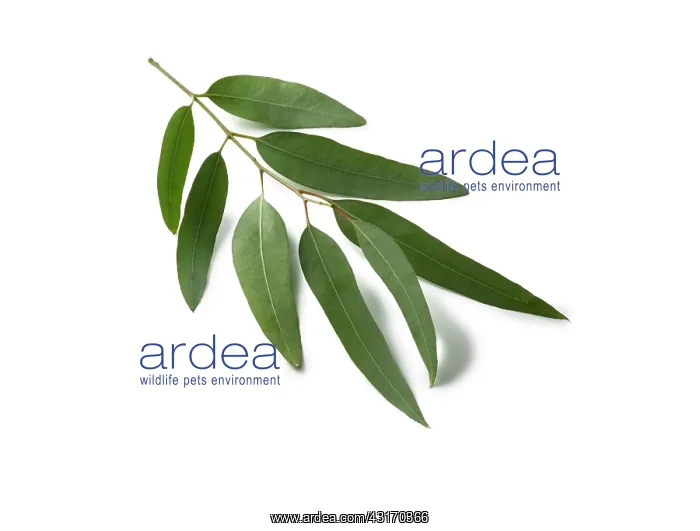: Cider gum, Eucalyptus gunnii, small sprig of mature leaves a : Cider gum, Eucalyptus gunnii, small sprig of mature leaves a
