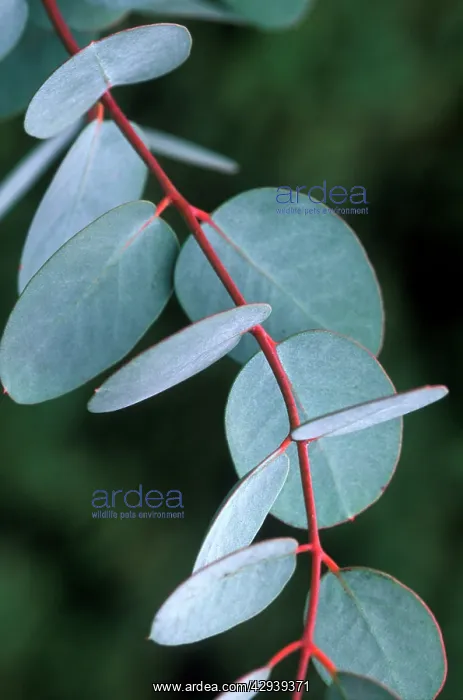 : Cider Gum leaves - December : Cider Gum leaves - December