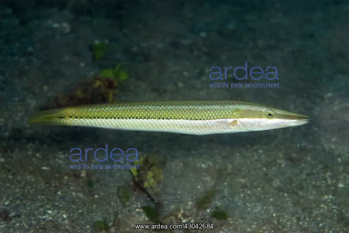  : Cigar Wrasse