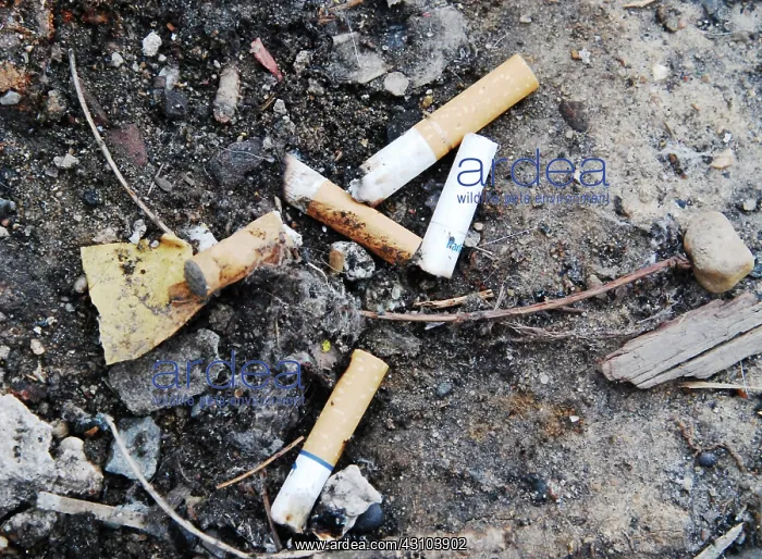 : Cigarette Butt Pollution : Cigarette Butt Pollution