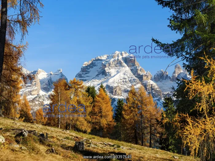: Cima Brenta. View of the Dolomiti di Brenta from : Cima Brenta. View of the Dolomiti di Brenta from