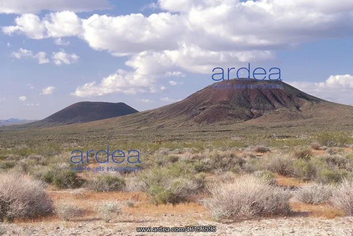 : Cinder Cones, Mojave National Preserve, California : Cinder Cones, Mojave National Preserve, California