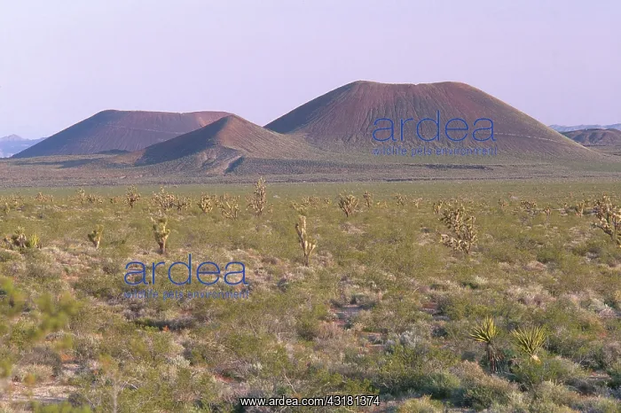  : Cinder Cones, Mojave National Preserve, California