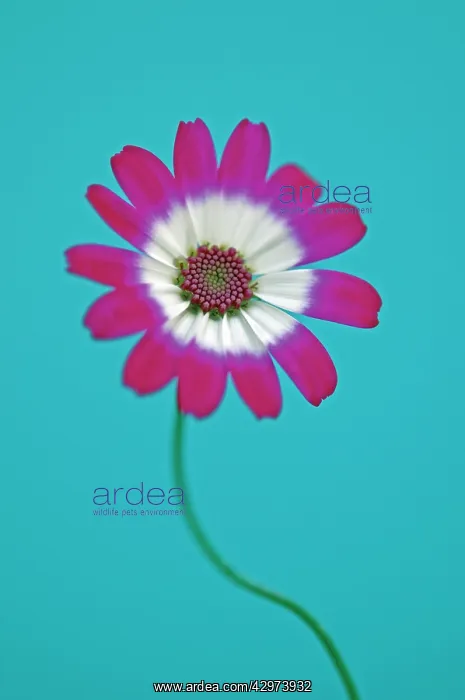  : Cineraria, Pericallis hybrid