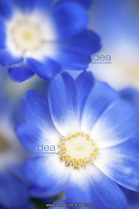 : Cineraria. Close view of cineraria cultivar with petals fading : Cineraria. Close view of cineraria cultivar with petals fading