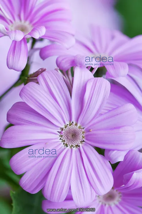 : Cineraria. Pale purple, daisy-like flowers of Cineraria, Pericallis x hybrida : Cineraria. Pale purple, daisy-like flowers of Cineraria, Pericallis x hybrida