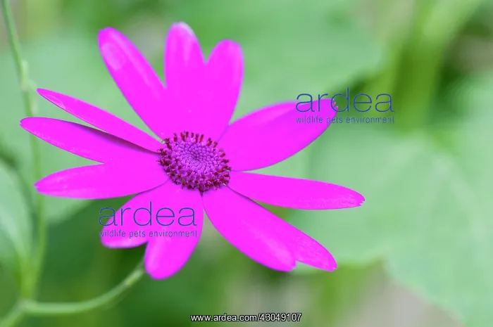 : Cineraria. Single flower of Cineraria, Pericallis x hybrida : Cineraria. Single flower of Cineraria, Pericallis x hybrida