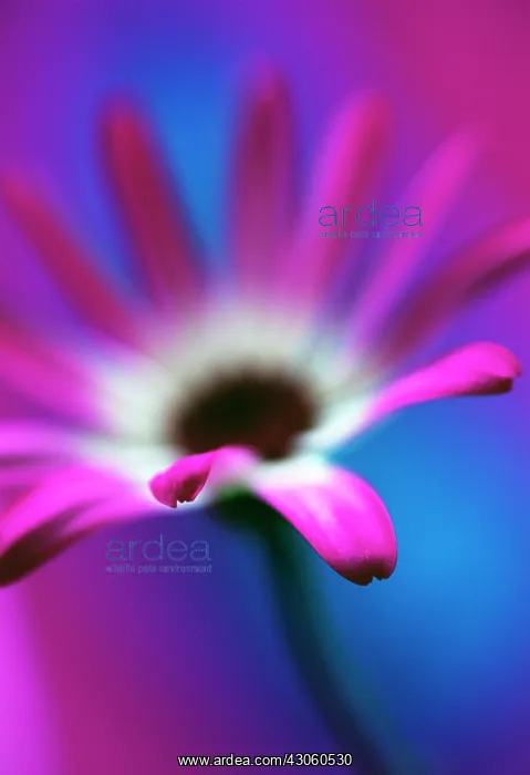 : Cineraria, Pericallis hybrid : Cineraria, Pericallis hybrid