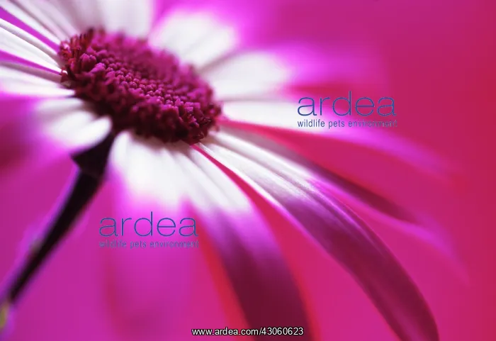  : Cineraria, Pericallis hybrid