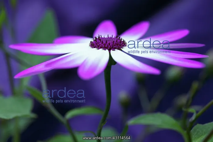 : Cineraria, Pericallis x hybrida Senetti baby Magenta : Cineraria, Pericallis x hybrida Senetti baby Magenta