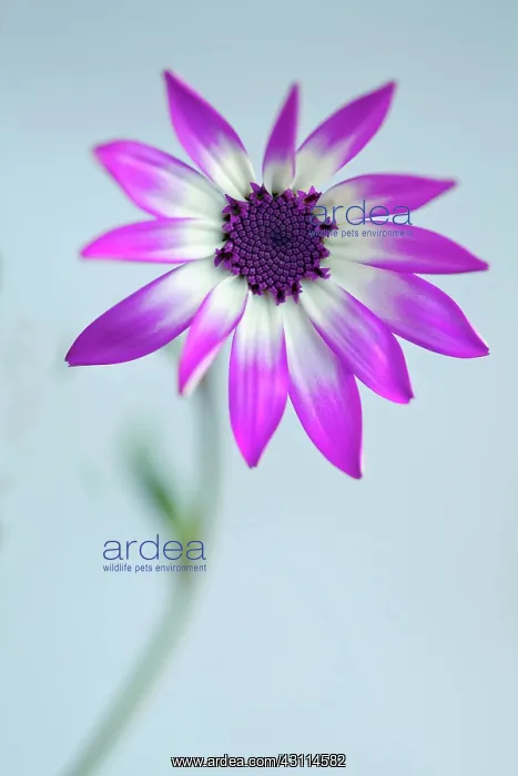 : Cineraria, Pericallis x hybrida Senetti baby Magenta : Cineraria, Pericallis x hybrida Senetti baby Magenta