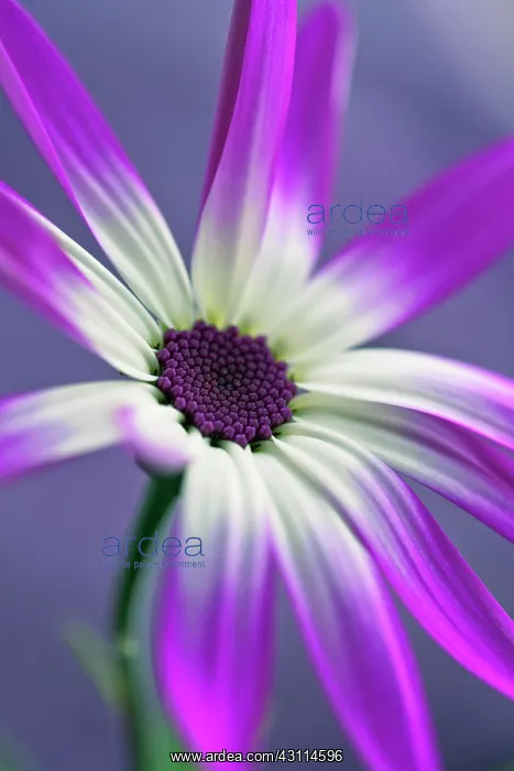 : Cineraria, Pericallis x hybrida Senetti baby Magenta : Cineraria, Pericallis x hybrida Senetti baby Magenta