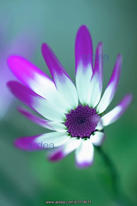 : Cineraria, Pericallis x hybrida Senetti baby Magenta : Cineraria, Pericallis x hybrida Senetti baby Magenta