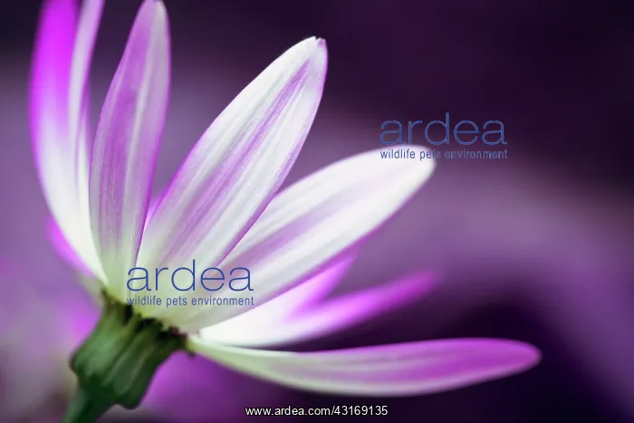 : Cineraria, Pericallis x hybrida Senetti baby Magenta : Cineraria, Pericallis x hybrida Senetti baby Magenta