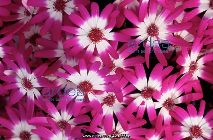 : CINERARIA STELLATA : CINERARIA STELLATA