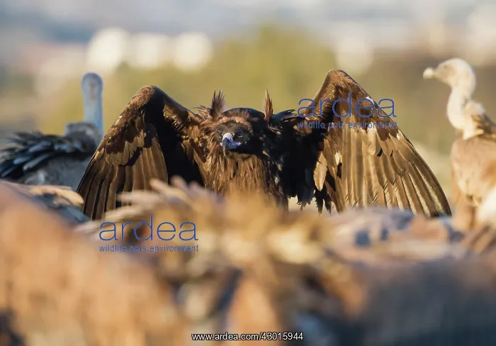 : Cinereous / Black Vulture : Cinereous / Black Vulture