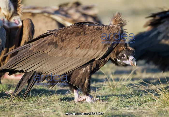 : Cinereous / Black Vulture : Cinereous / Black Vulture
