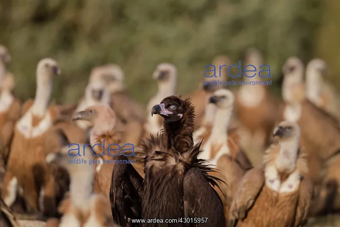 : Cinereous / Black Vulture : Cinereous / Black Vulture