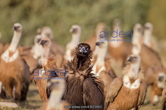 : Cinereous / Black Vulture : Cinereous / Black Vulture