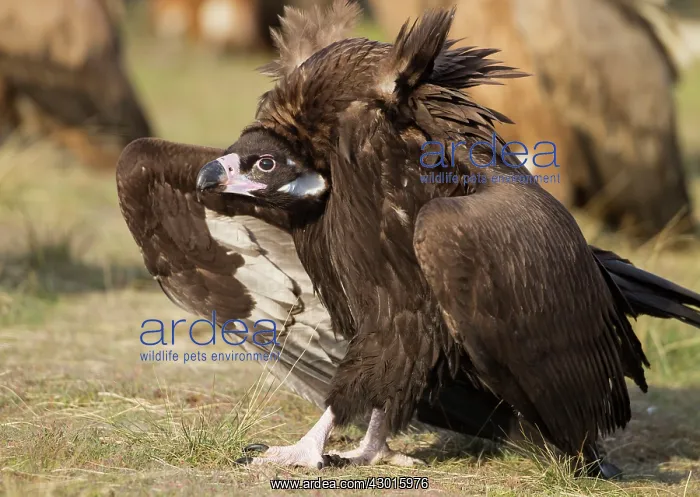 : Cinereous / Black Vulture : Cinereous / Black Vulture