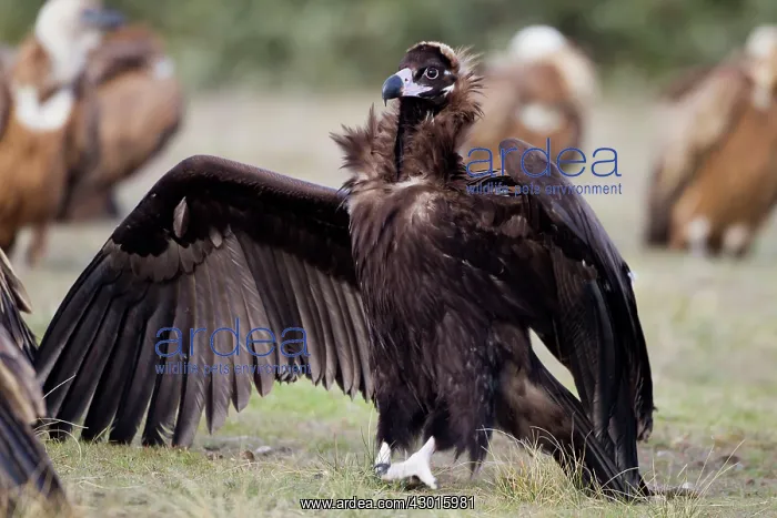 : Cinereous / Black Vulture : Cinereous / Black Vulture
