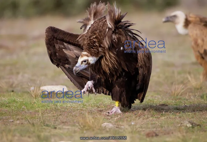 : Cinereous / Black Vulture : Cinereous / Black Vulture