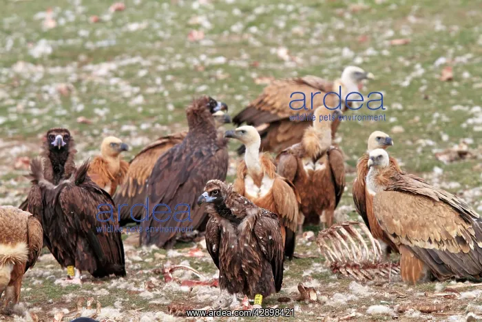 : Cinereous / Black Vulture / Monk Vulture / Eurasian : Cinereous / Black Vulture / Monk Vulture / Eurasian
