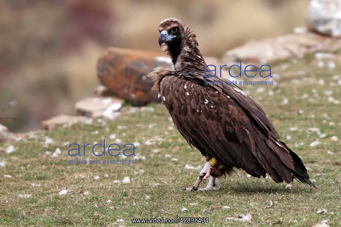 : Cinereous / Black Vulture / Monk Vulture / Eurasian : Cinereous / Black Vulture / Monk Vulture / Eurasian