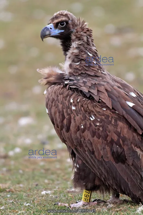: Cinereous / Black Vulture / Monk Vulture / Eurasian : Cinereous / Black Vulture / Monk Vulture / Eurasian