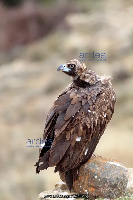 : Cinereous / Black Vulture / Monk Vulture / Eurasian : Cinereous / Black Vulture / Monk Vulture / Eurasian