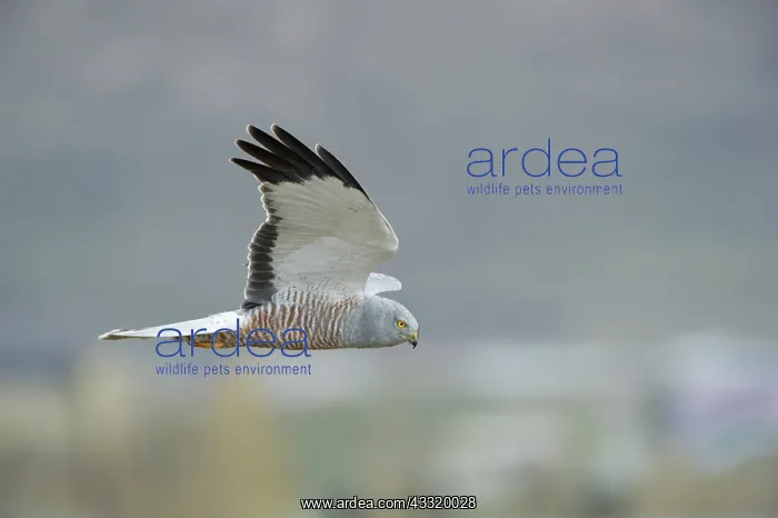 : Cinereous Harrier : Cinereous Harrier