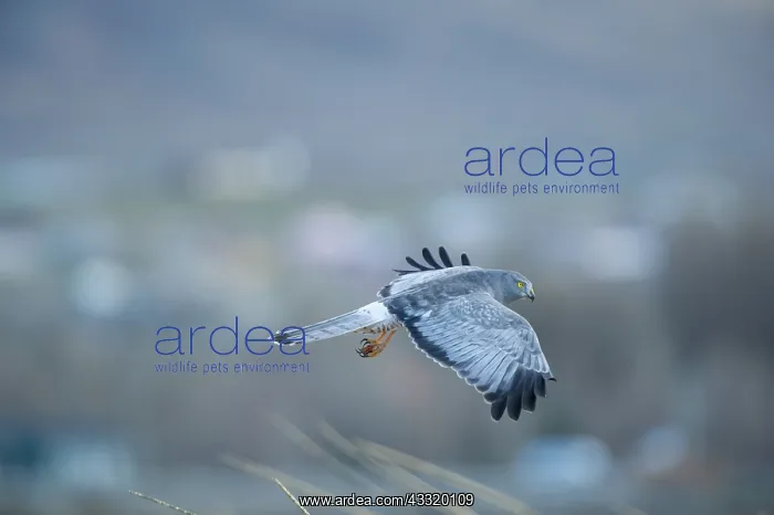 : Cinereous Harrier : Cinereous Harrier