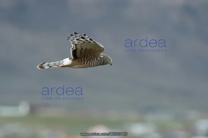 : Cinereous Harrier : Cinereous Harrier